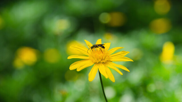 Wasp feeding on the pollen of a common daisy.