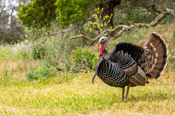 A male wild turkey with tail feathers spread stands in a meadow. Wildlife photography.