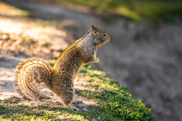 Naklejka na ściany i meble California ground squirrel (Spermophilus beecheyi) in its natural habitat.