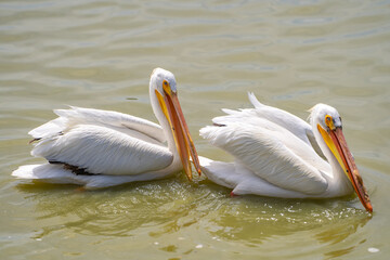 A pair of American white pelicans fishing. 