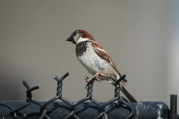 Bird in the city on a fence 