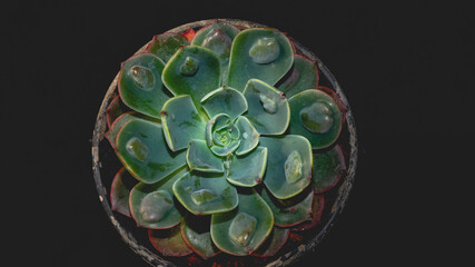 Detail look of  Echeveria raindrops on dark background. Beautiful succulent plant. Natural...