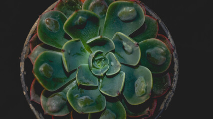 Detail look of  Echeveria raindrops on dark background. Beautiful succulent plant. Natural...