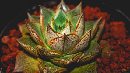 Detail of Echeveria purpusorum on dark background. Beautiful potted succulent with dark background