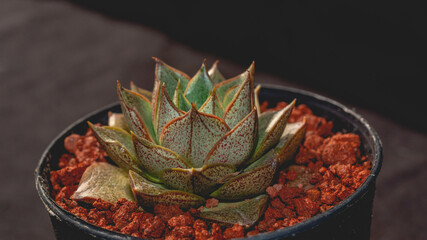 Detail of Echeveria purpusorum on dark background. Beautiful potted succulent with dark background - 532064567