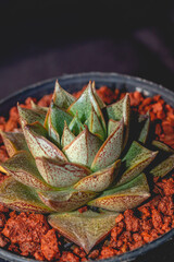 Detail of Echeveria purpusorum on dark background. Beautiful potted succulent with dark background