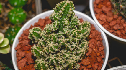 Closeup of mini Cereus tetragonous cactus.  Potted succulent plant.