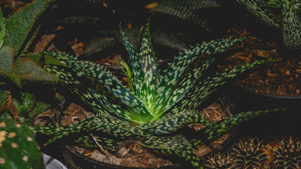 Fototapeta premium Attractive green Aloe vera plant with white silver spots on the leaves. Beautiful potted succulent plant as decoration