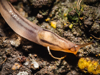 snail on the ground