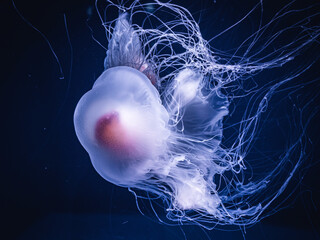 jellyfish in the water
