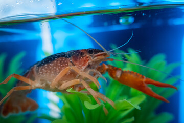 crayfish in water