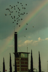 aves en el arcoiris 