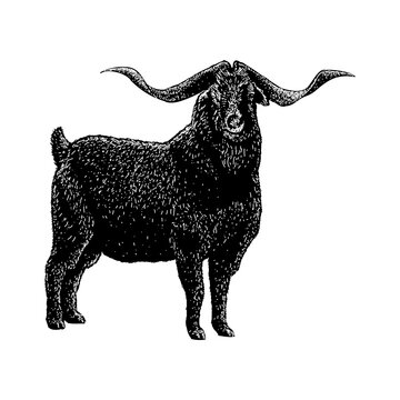 Kiko Goat hand drawing vector illustration isolated on background