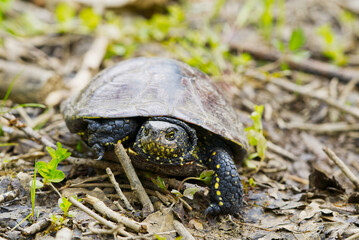 European pond turtle Emys orbicularis on a sunny summer day. Close up.