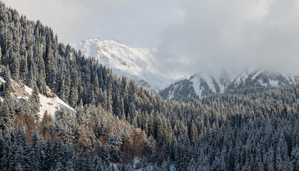 Mountain slopes covered with snow-covered Christmas trees