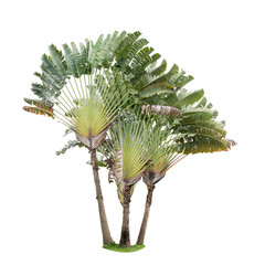 A traveler's palm isolated on a white background,a banana plant as an ornamental plant in the garden.