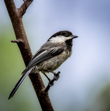 Close up image of a Chickadee perched on a branch.