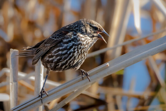 Close up image of a female red-winged blackbird standing on a reed in a marsh.