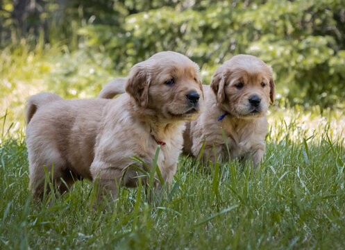 Image of two cute Golden Retriever puppies standing in a grassy field.