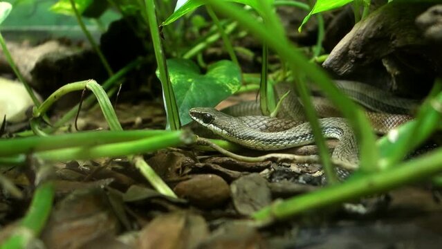Chironius exoletus snake, aka Linnaeus Sipo or vine snake, crawling on the ground. close up