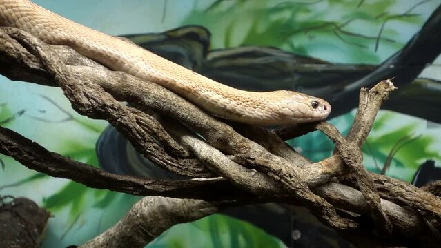 monocled cobra, Naja kaouthia, also called monocellate cobra, in captivity