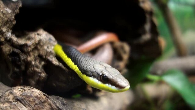 Miranda Green Racer snake, Philodryas mattogrossensis, in captivity. Close up