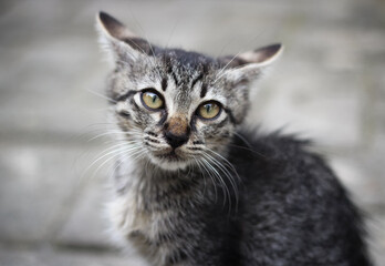 Naklejka na ściany i meble Portrait of gray striped kitten