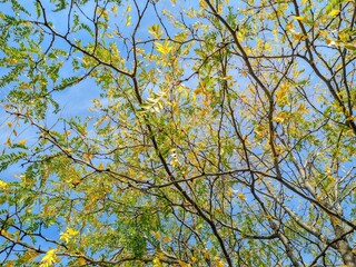 September Golden and Green Autumn Tree Leaves