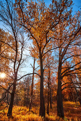 Autumn forest nature. Morning in the autumn forest. Scenery of nature with sunlight
