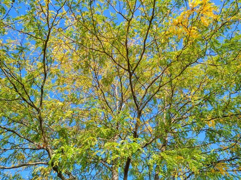 September Transitioning Tree Leaves