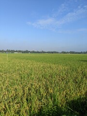 green field and blue sky