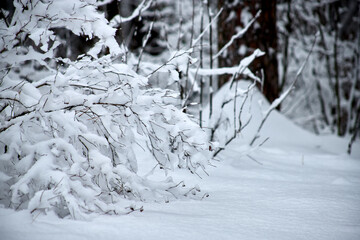 Majestic winter landscape. Snow in the forest at cloudy day.