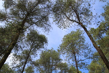 Pine forest with blue sky background