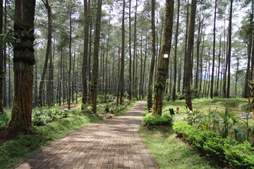Path in a pine forest