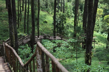 Wooden pathway through green pine forest