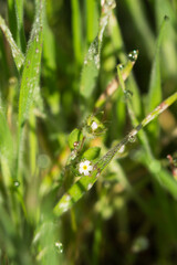 Androsace maxima, of the family Primulaceae. Central Russia.