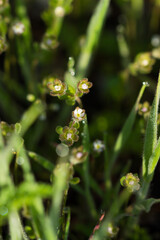 Androsace maxima, of the family Primulaceae. Central Russia.