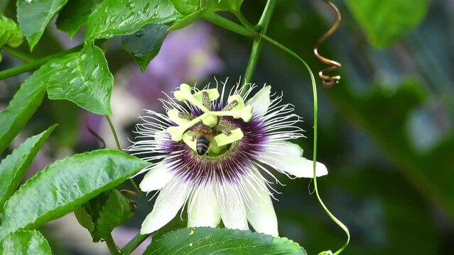 Bee clean & grooming, soaring in front of purple Passion flower in sunny garden. 