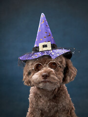 small poodle dog in a sorcerer's hat. Halloween pet