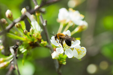 The common carder bee (lat. Bombus pascuorum), of the family Apidae, feeding on the blackthorn (lat. Prunus spinosa). Central Russia.