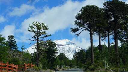 Araucarias en el camino a la reserva nacional malalcahuello ubicado en la Araucan&iacute;a, localidad de Curacaut&iacute;n