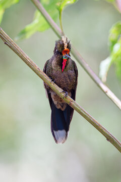 The rainbow-bearded thornbill (Chalcostigma herrani). Colorful male perched on small diagonal branch
