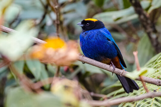 The golden-crowned tanager (Iridosornis rufivertex). Colorful bird perched on a branch in the forest