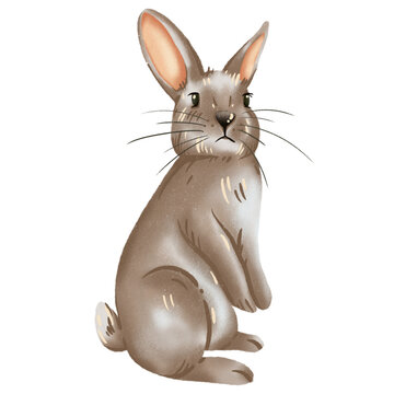 White Rabbit PNG Clipart Illustration