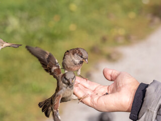 A woman feeds birds from the palm of her hand.