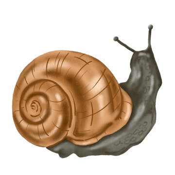 Snail PNG Clipart Illustration