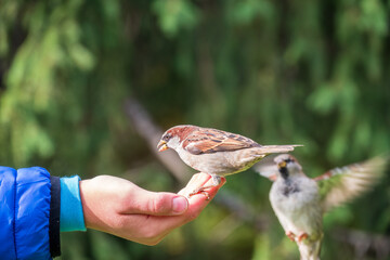 The boy feeds the birds with seeds from his hand. Sparrow eats seeds from the boy's hand