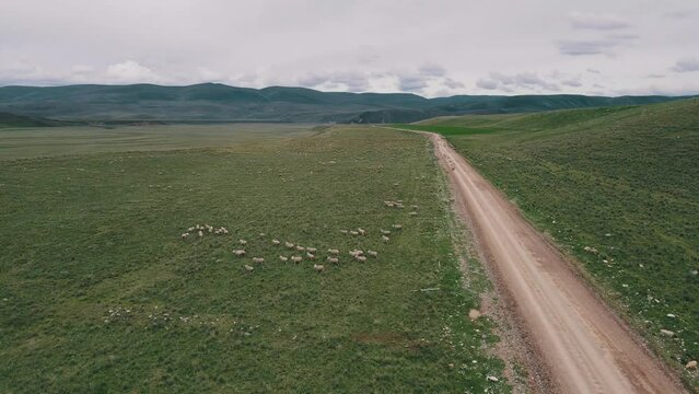 Ovejas en Plena Carretera