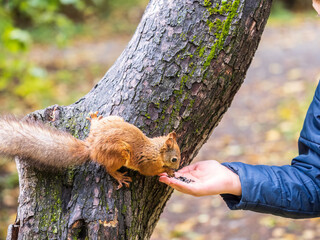 The boy feeds a squirrel with nuts from a hand in the wood