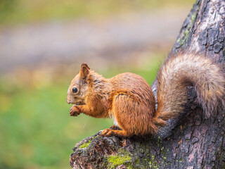 The squirrel with nut sits on tree in the autumn. Eurasian red squirrel, Sciurus vulgaris.
